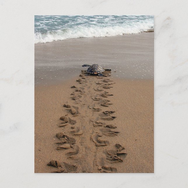 Hawksbill Turtle Trek Postcard Postkarte (Vorderseite)