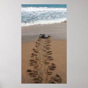 Hawksbill Turtle Trek print Poster
