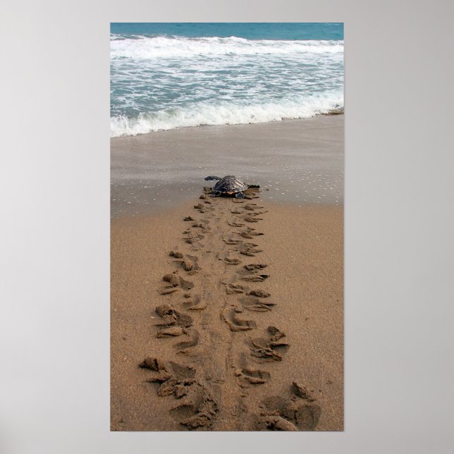 Hawksbill Turtle Trek print Poster (Vorne)