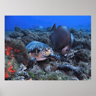 Hawksbill und Angelfish Poster