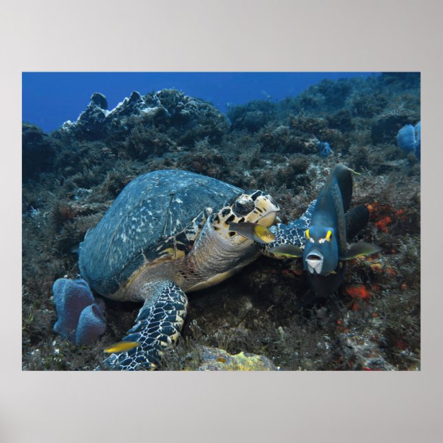 Hawksbill und Crew Poster (Vorne)