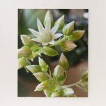 Haworth's Aeonium Flowers Close-Up Photograph Puzzle<br><div class="desc">The this close-up photograph captures one delicate succulent flower in bloom and others ready to bloom. Photo ©Patricia AZ Phillips</div>