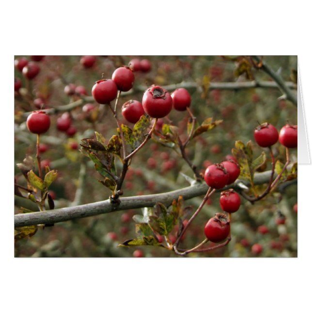 Hawthorn Berries Card (Vorderseite (Horizontal))