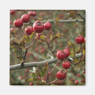 Hawthorn Berries Magnet