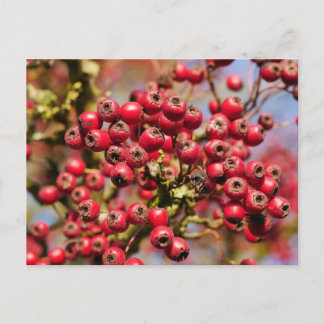 Hawthorn Berries Postcard Postkarte