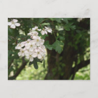 Hawthorn Blossom