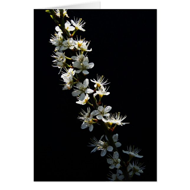 Hawthorn-Blume (Vorne)