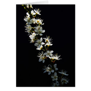 Hawthorn-Blume gcm