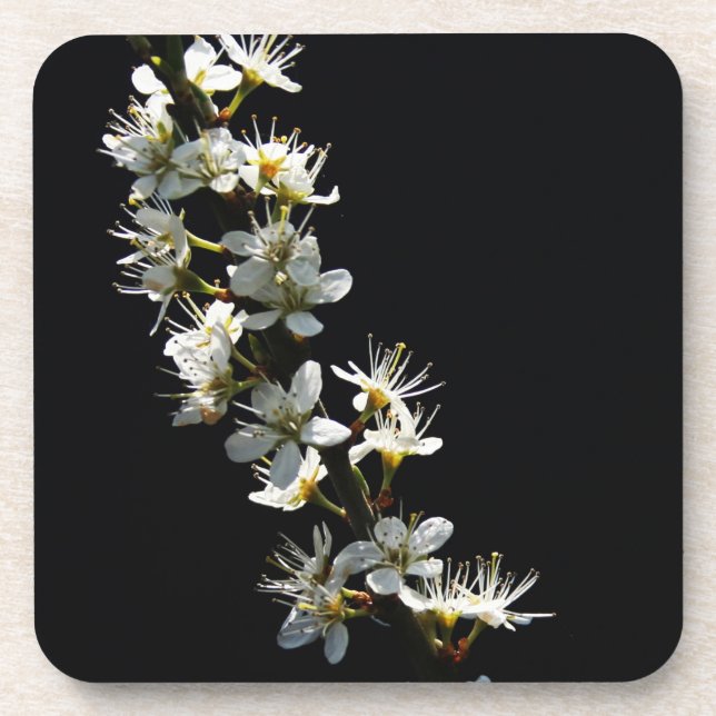 Hawthorn Blume Küstenercna Getränkeuntersetzer (Vorderseite)