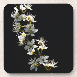 Hawthorn Blume Küstenercnm Getränkeuntersetzer