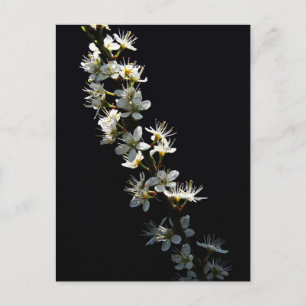 Hawthorn-Blume Postkarte