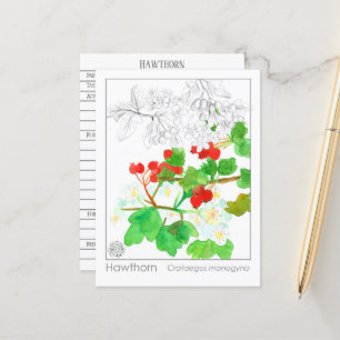 Hawthorn Materia Medica Monograph Postkarte