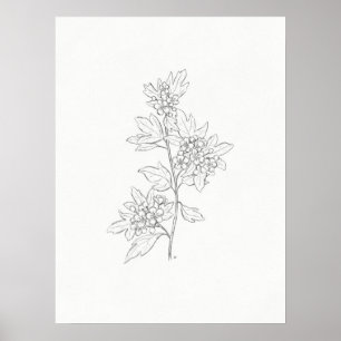 Hawthorn Sketch Art Print Poster