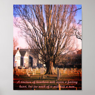 Hawthorn Tree Print Poster