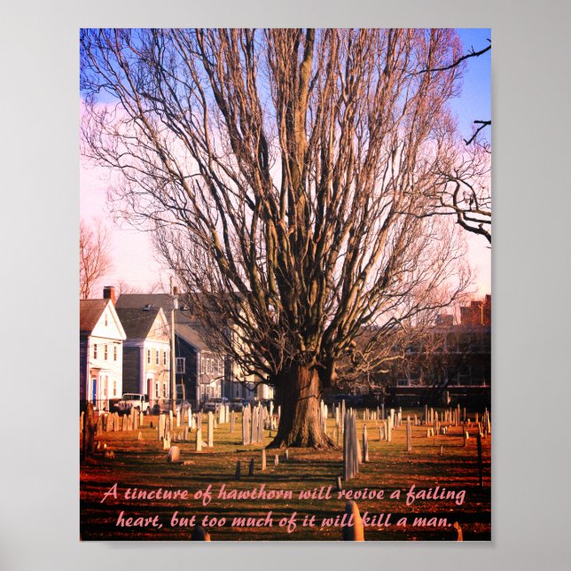 Hawthorn Tree Print Poster (Vorne)