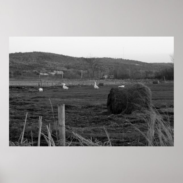 Hay Days Print Poster (Vorne)