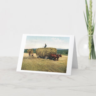 Hay in New England - Vintag 1900 Karte