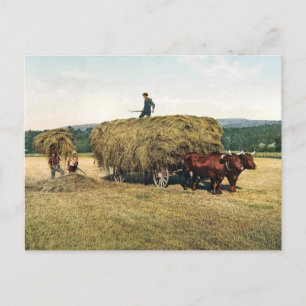 Hay in New England - Vintag 1900 Postkarte