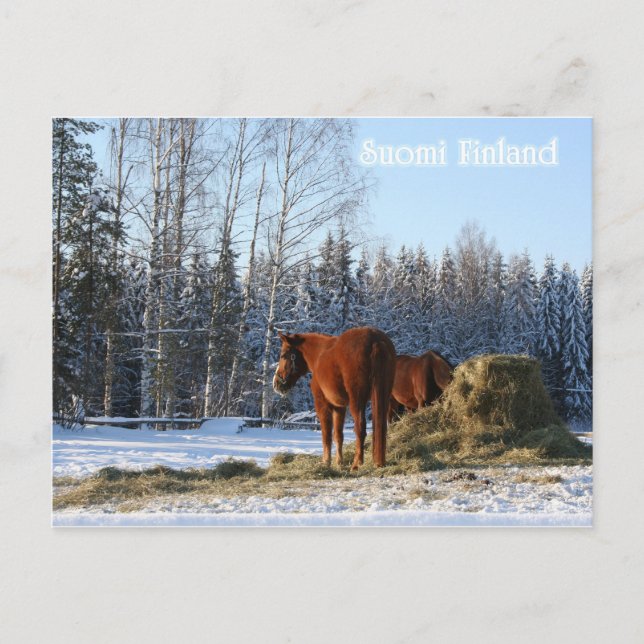 Hay ist für Pferde Postkarte (Vorderseite)