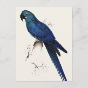 Hayacinthe Maccaw Postkarte