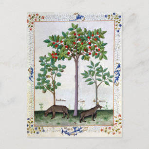 Hazelnut Bush und Cherry Postkarte