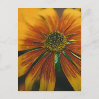 Hazy Daisy Postkarte