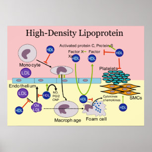 HDL-Diagramm mit hoher Dichte Lipoprotein Poster