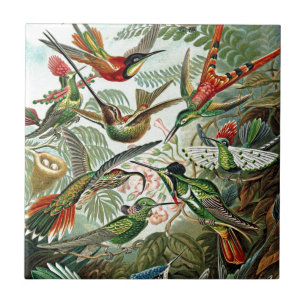 Heackel Nature Art Bird Design Hummingbirds Fliese