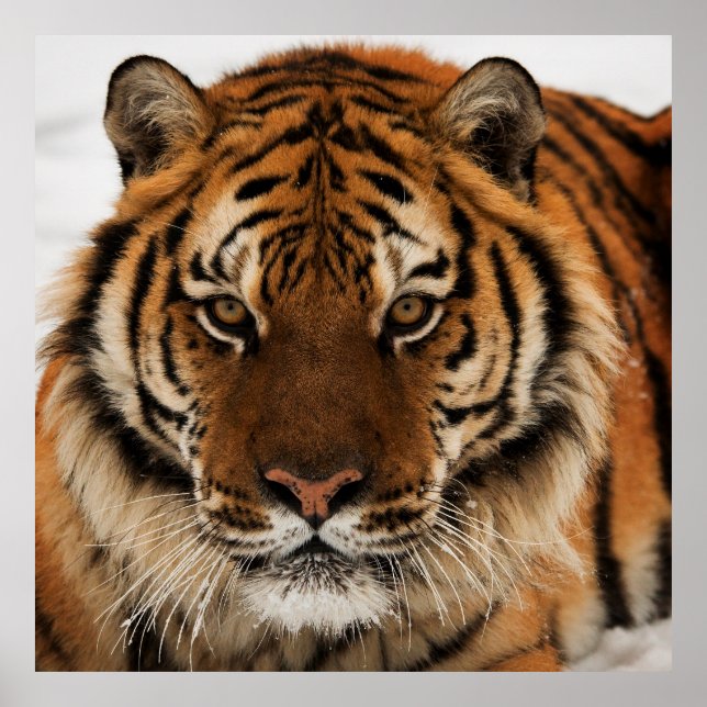 Head Shot of Sibirien Tiger Poster (Vorne)
