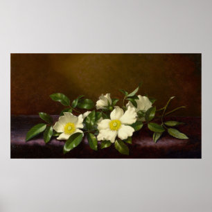 Heade - Cherokee-Rose auf einem Lila Tuch 1894 Poster