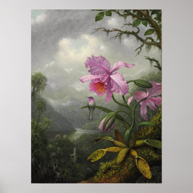Heade - Hummingbird auf der Orchideen-Pflanze Poster (Vorne)