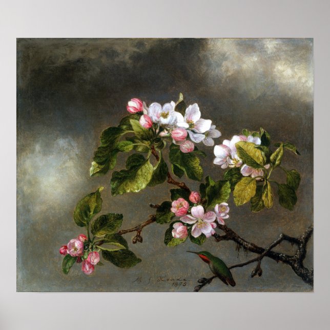 Heade - Hummingbird und Apfelblüten Poster (Vorne)