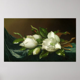 Heade - Magnolias auf hellblauem Samttuch Poster