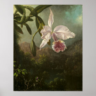 Heade - Orchideenblüten Poster