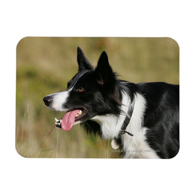 Headshot der Grenzflächendecke 2 Magnet (Horizontal)