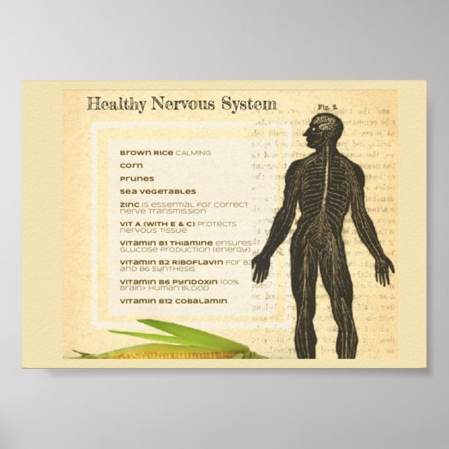 Healthy Nervous System Poster (Vorne)