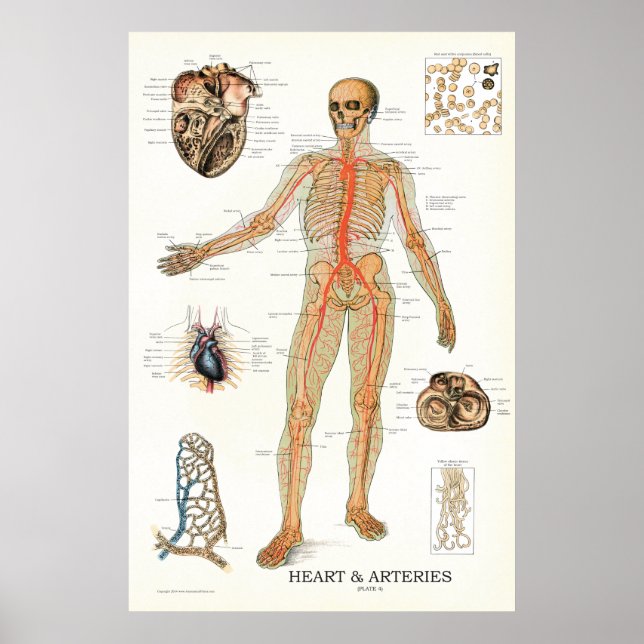 Heart and Arteries Human Anatomy Poster 24 X 36 (Vorne)