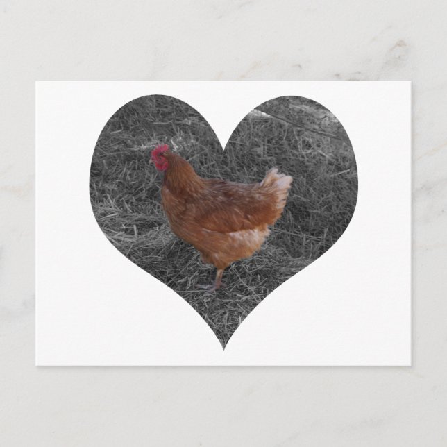 Heart Shaped Chicken Postcard Postkarte (Vorderseite)
