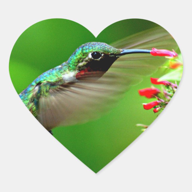 Heart Shaped Hummingbird-Aufkleber Herz-Aufkleber (Vorderseite)