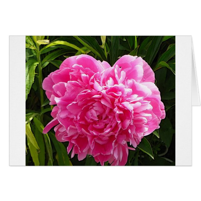 Heart Shaped Peony (Vorderseite (Horizontal))