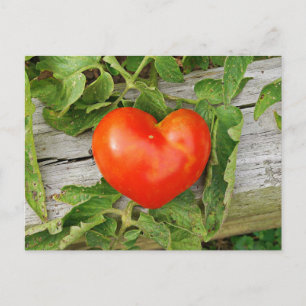 Heart Shaped Tomato Postkarte