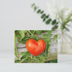 Heart Shaped Tomato Postkarte