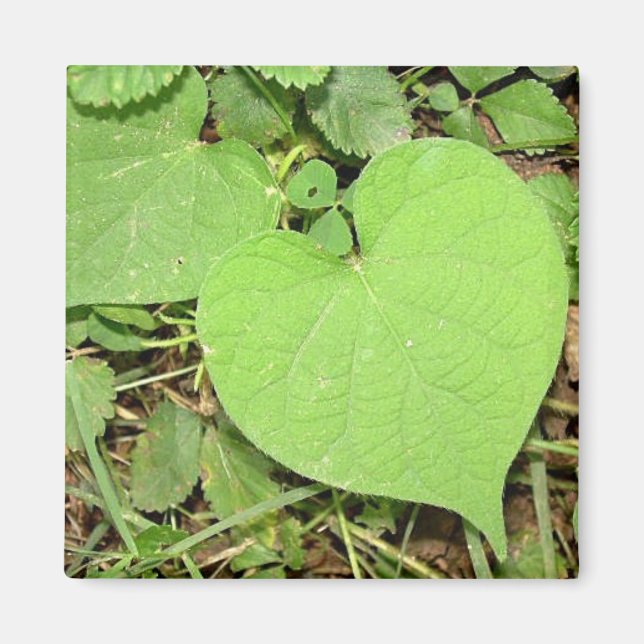 Heart Shaped Vine Magnet (Vorne)