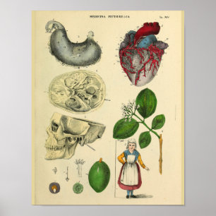 Heart Skull Stomach Anatomy Vintage Art Print Poster