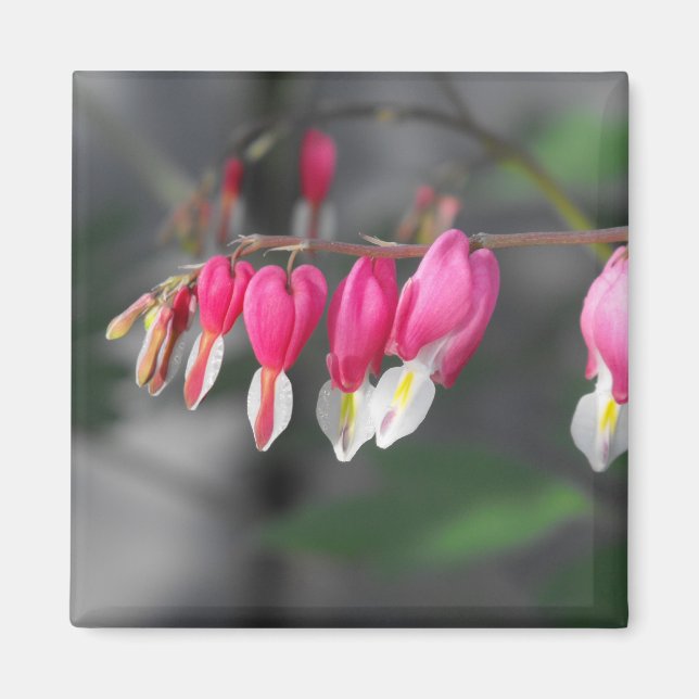 Hearts Magnet (Vorne)