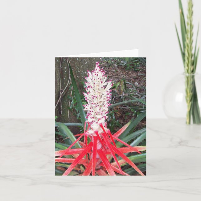 Hearts Of Flame Bromeliad Photo Folded Note Card (Vorderseite)