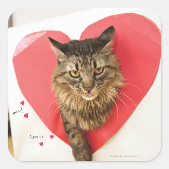 Heartthrob Cat Quadratischer Aufkleber (Vorderseite)
