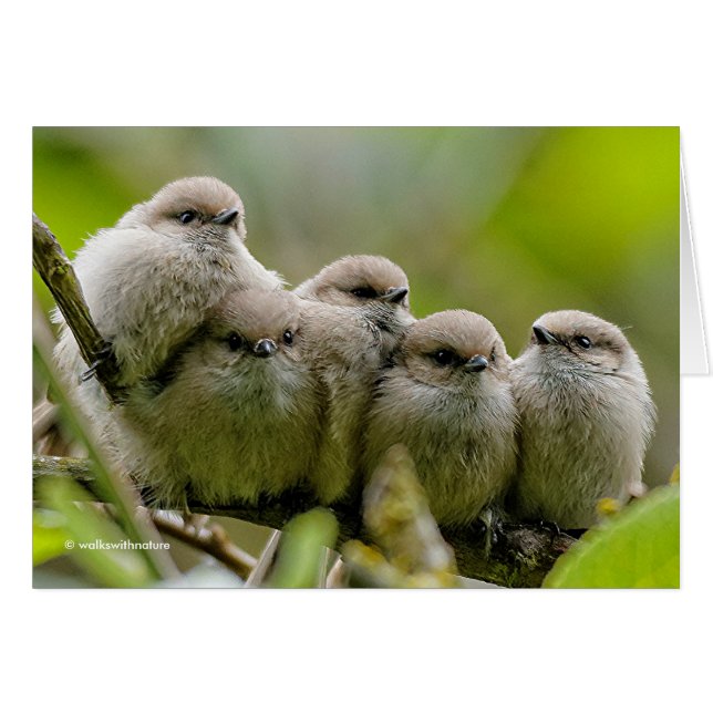 Heartwärming Niedlich Bushtits Songbirds Family Fo (Vorderseite (Horizontal))