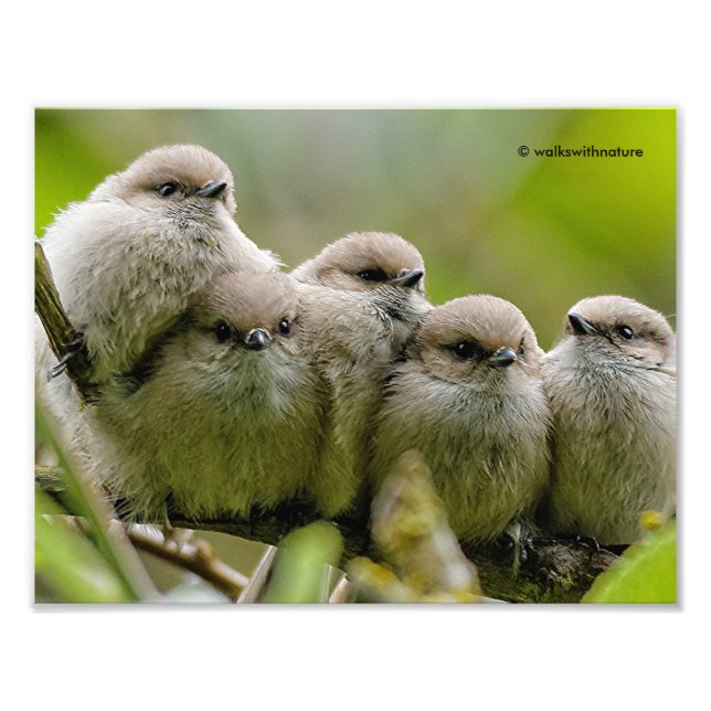 Heartwärming Niedlich Bushtits Songbirds Family Fo Fotodruck (Vorne)