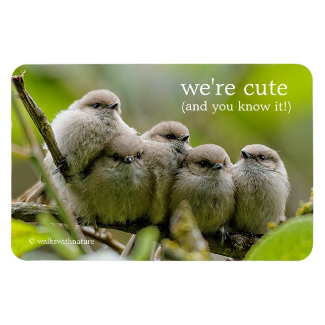 Heartwärming Niedlich Bushtits Songbirds Family Fo Magnet (Horizontal)